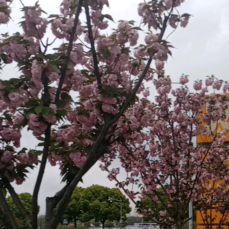 昆山亚东