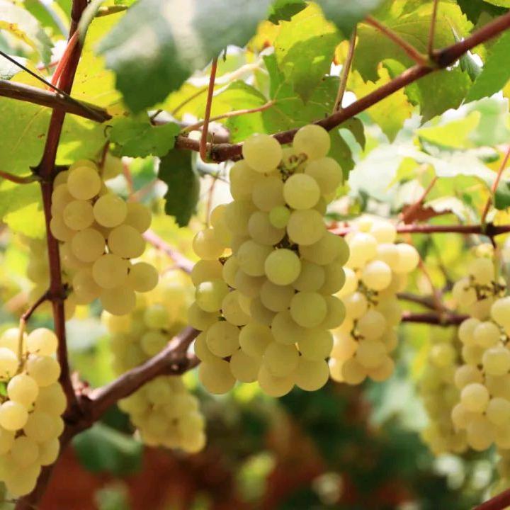 用户8209761583895华琴