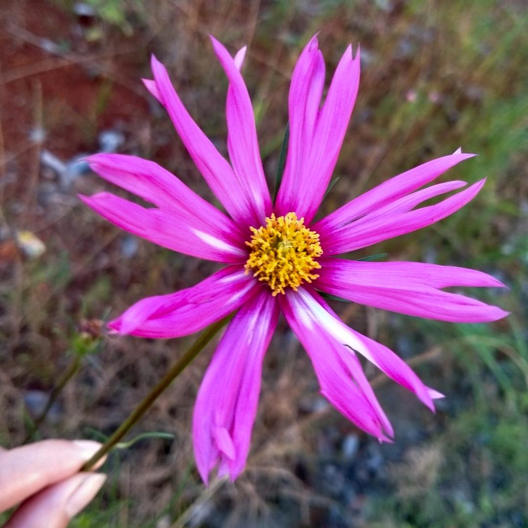 ❛‿˂̵✧梅子