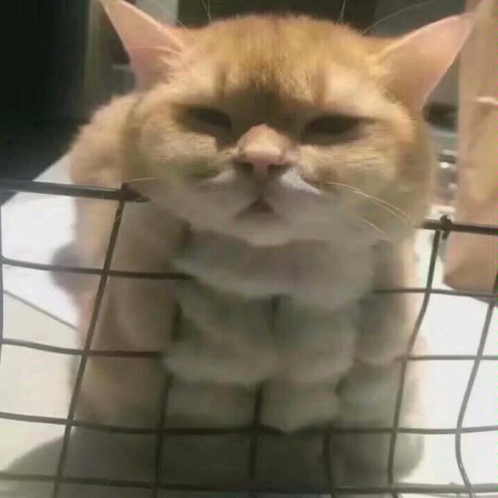 Cc.T