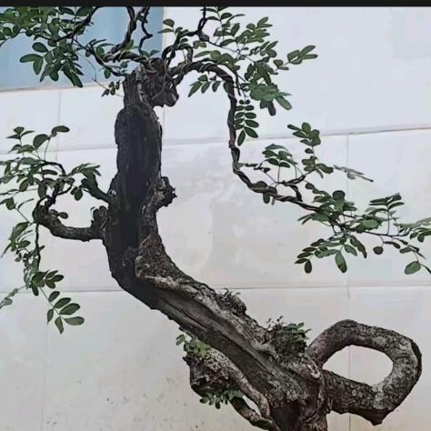 隆阳区杨军祥苗圃