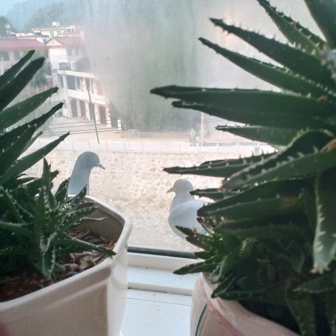 樱花雨梦