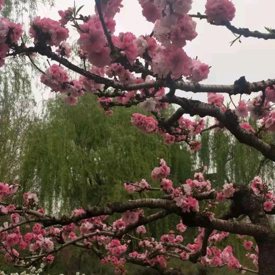 含放百合