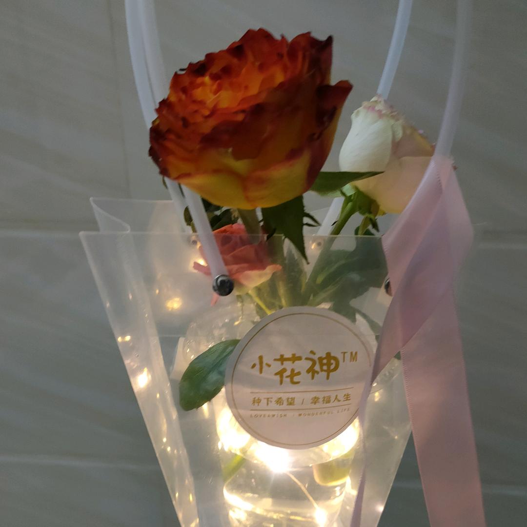 紫枫柳儿