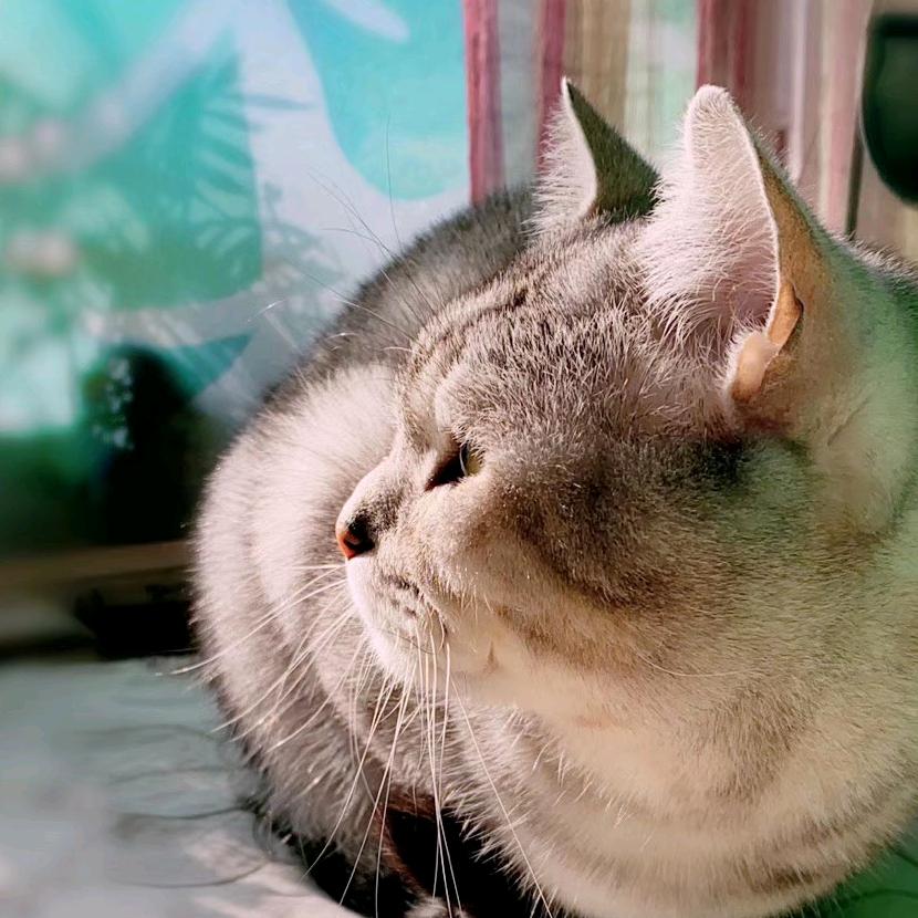 兜来兜去兜宝来