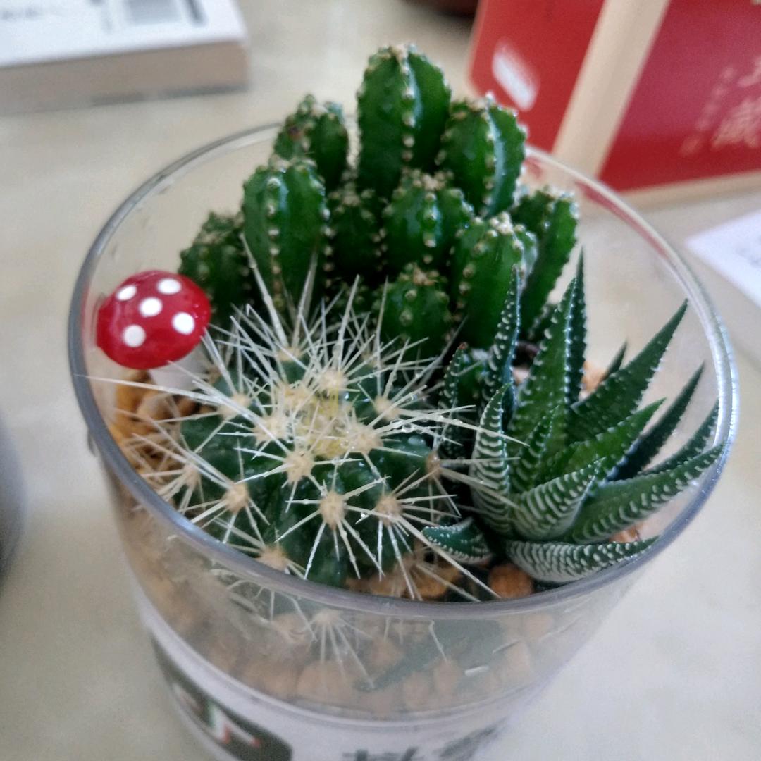 想不出特别的……名字