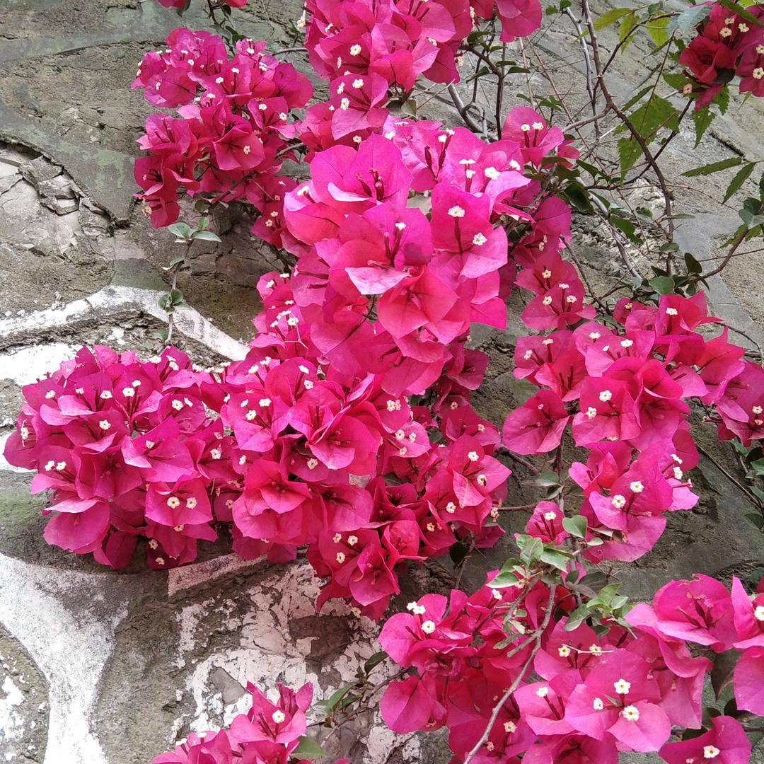 马姐（不定时直播）