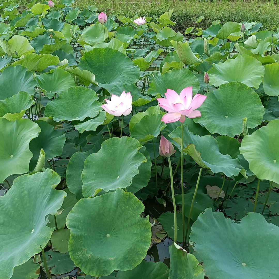 念念不忘生态农场