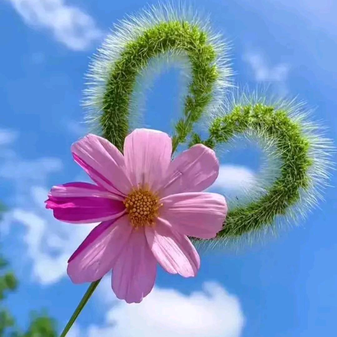 @聂家丫头