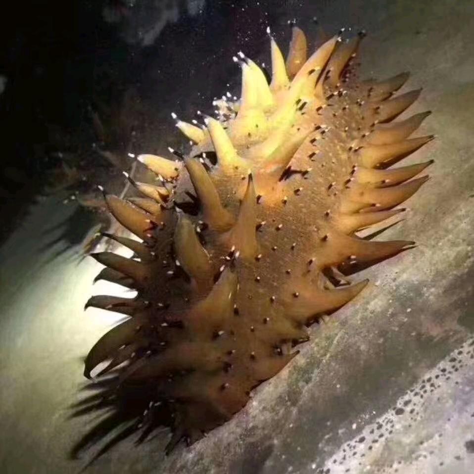 🐳日照桥头堡渔家院 拾贝客栈 🦞