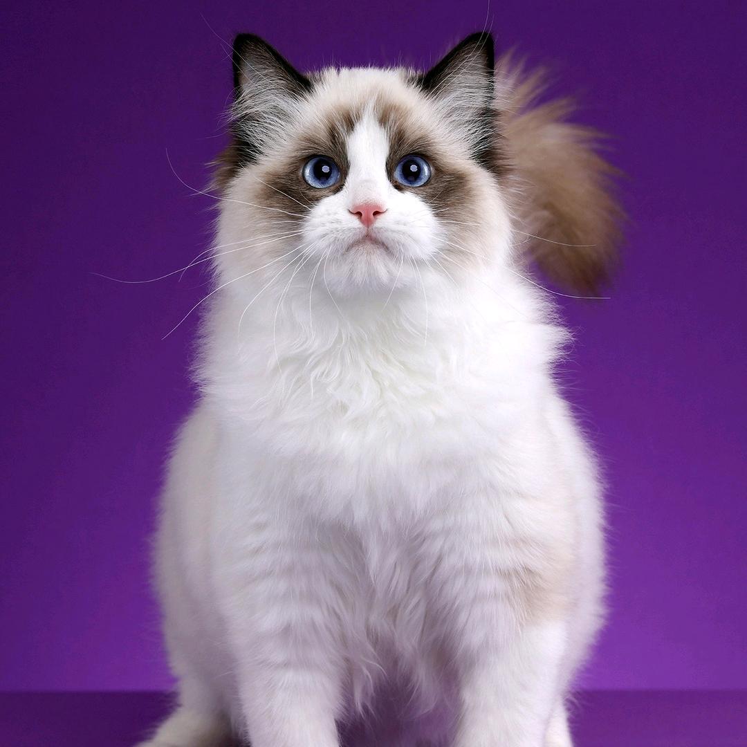 养猫的老王
