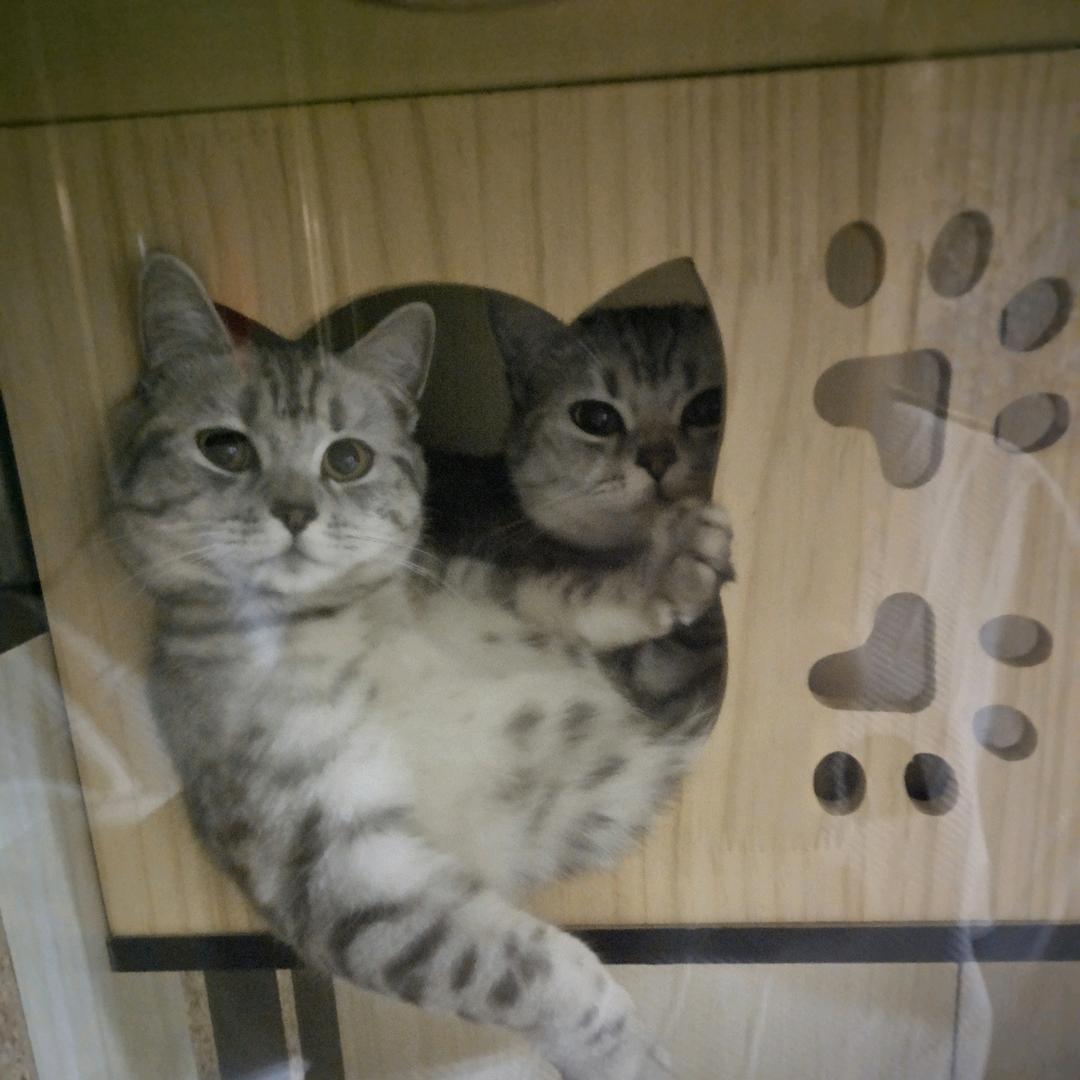 糊糊呼呼呼