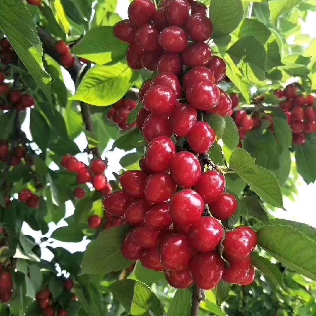 云虎樱桃桑葚采摘园