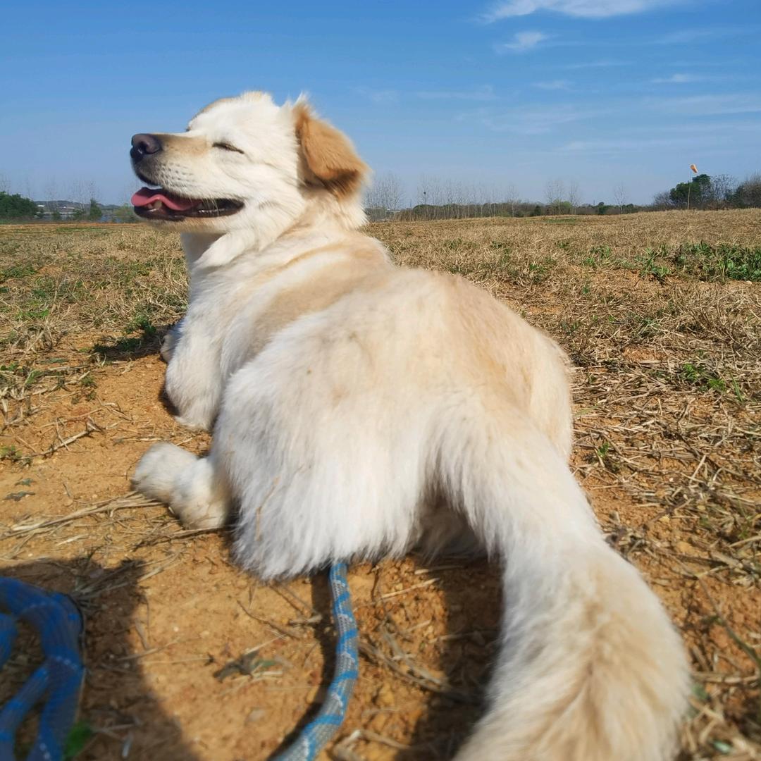 白向向要渠克玩🐕🐕🐾🐾