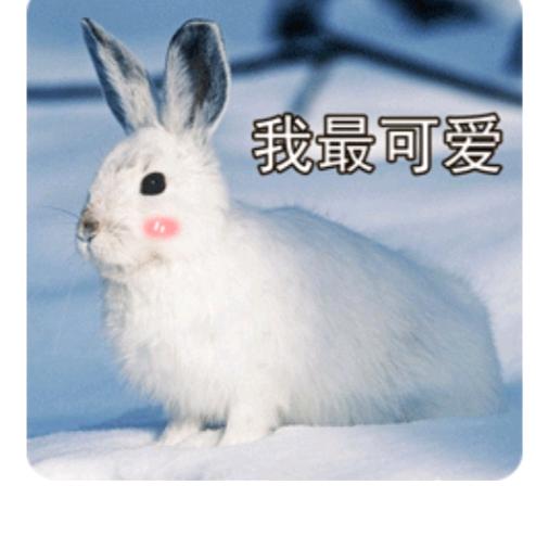 63年老兔子🐰