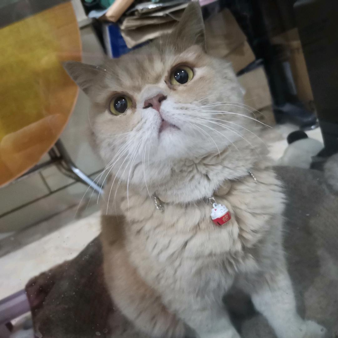 旺旺宝贝