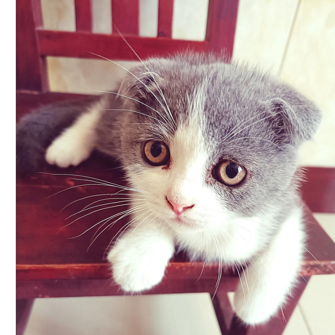 着相的猫