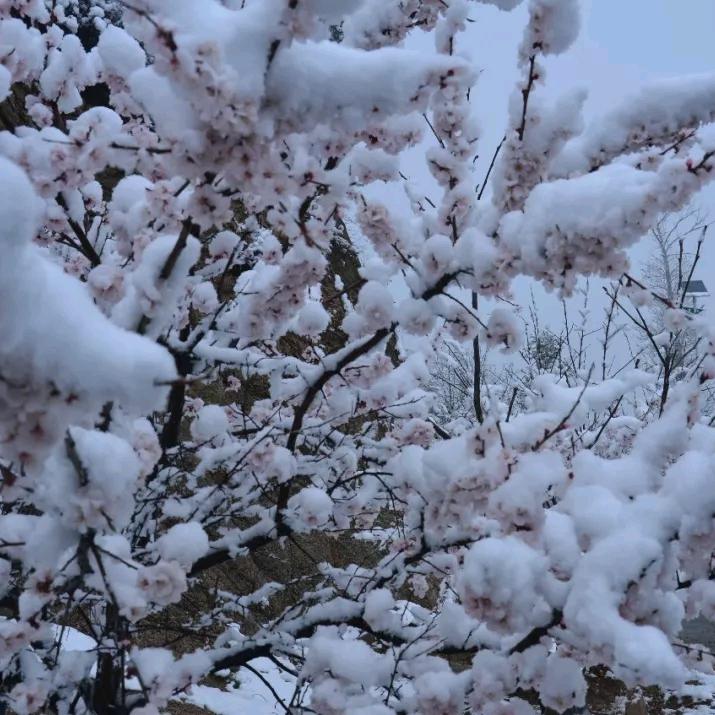 蒙爷