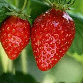 瑞祺禾草莓采摘园官方号