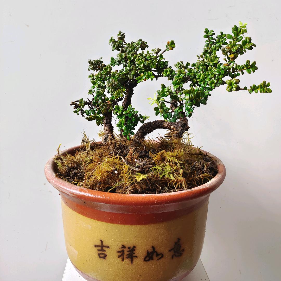 乡野绿植
