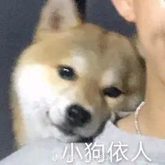 陈泽豪