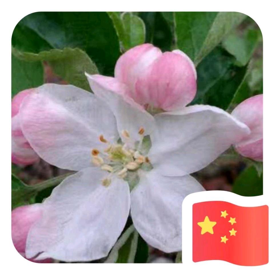 圣诞乌婆