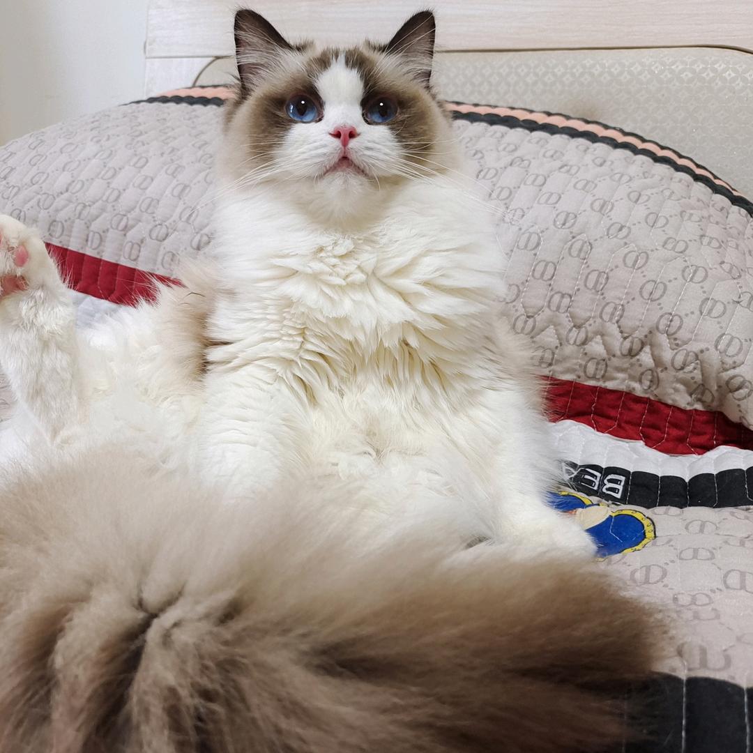 一窝猫（猫咪鉴定）