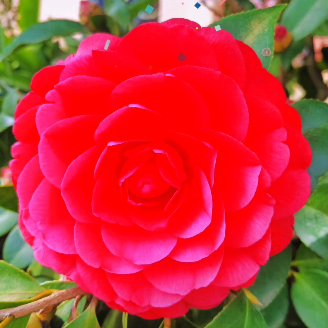 闽南瑞哥大宝贝