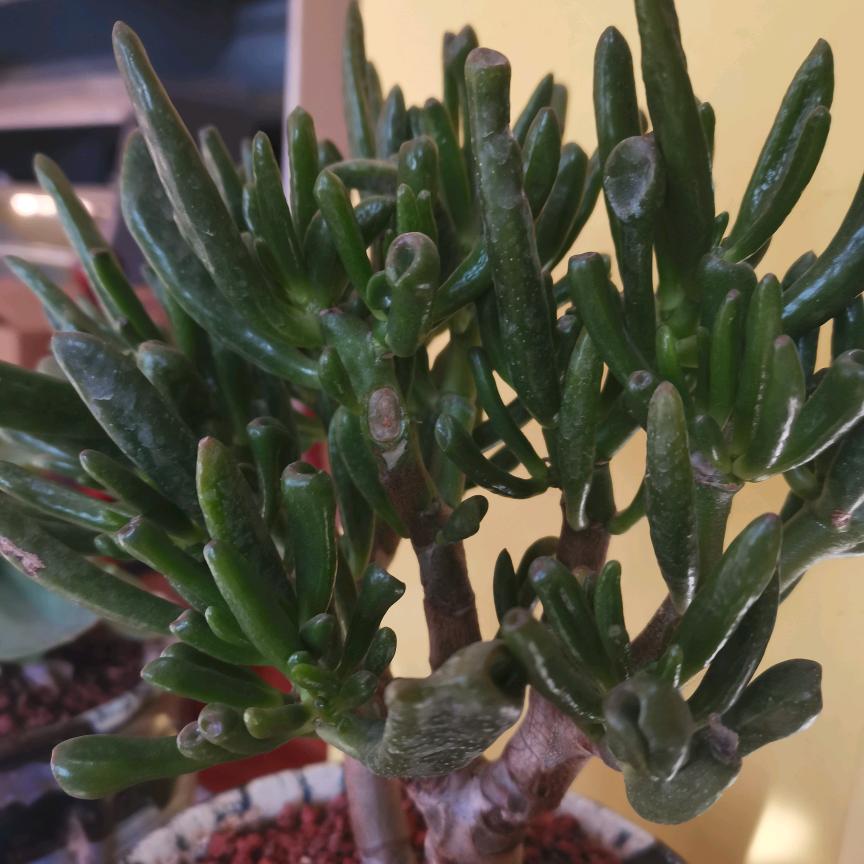 简单快乐🌹🌹