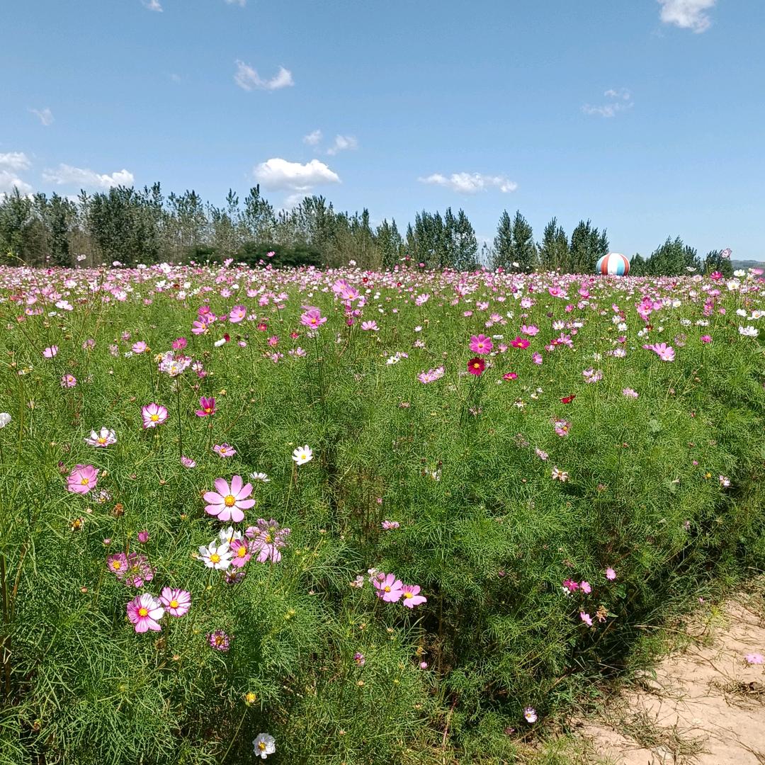 河南建筑工程队，承包中小型土建工程。
