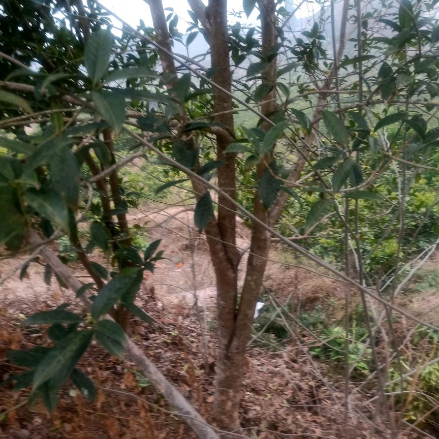 好运哥