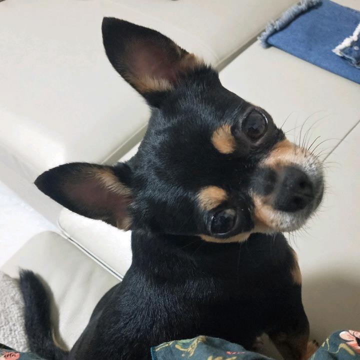 一颗包包愣愣的核桃