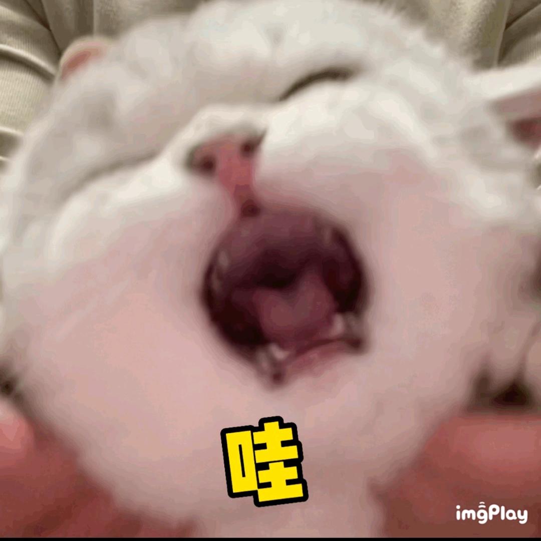 丸丸子鸭