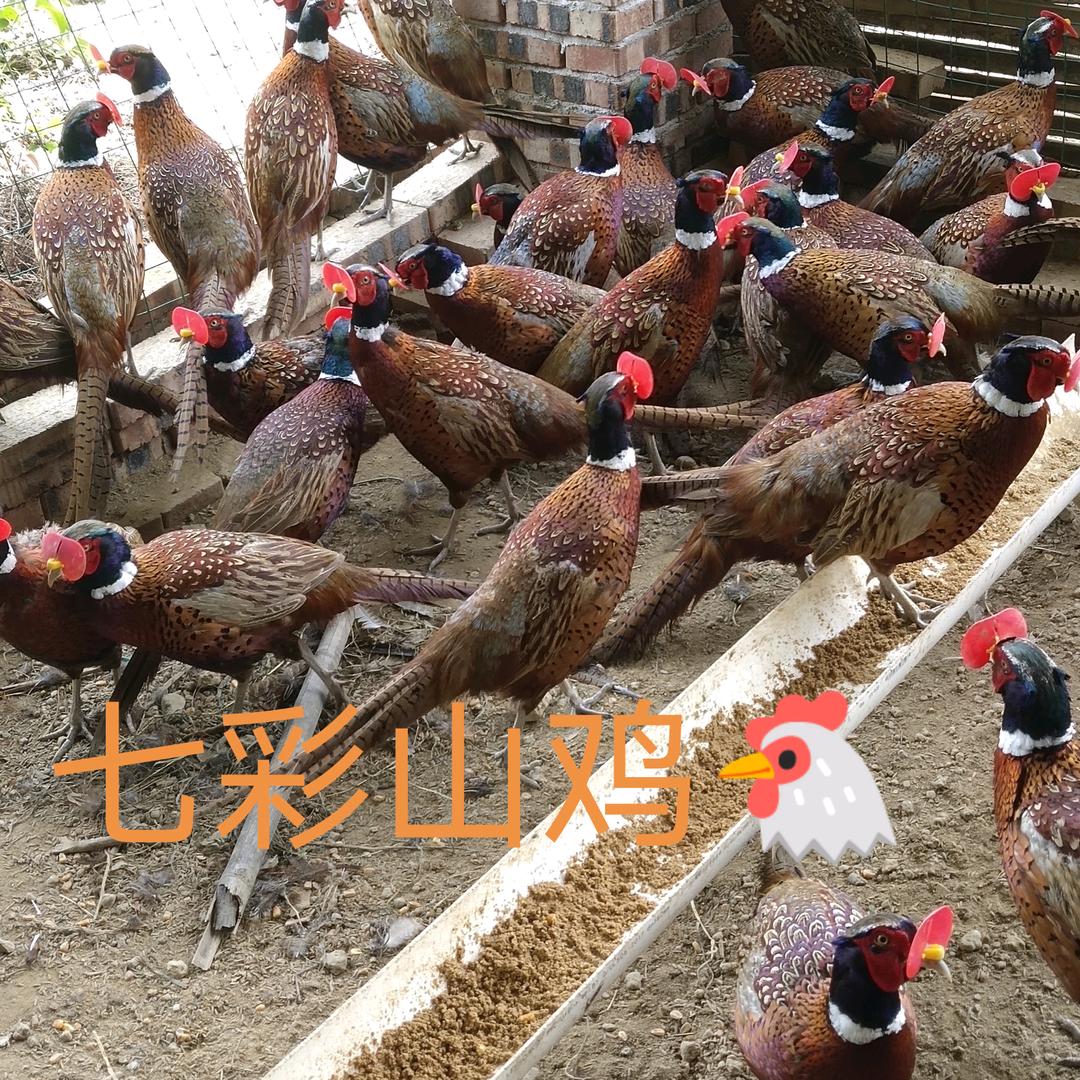 南康区小李家禽