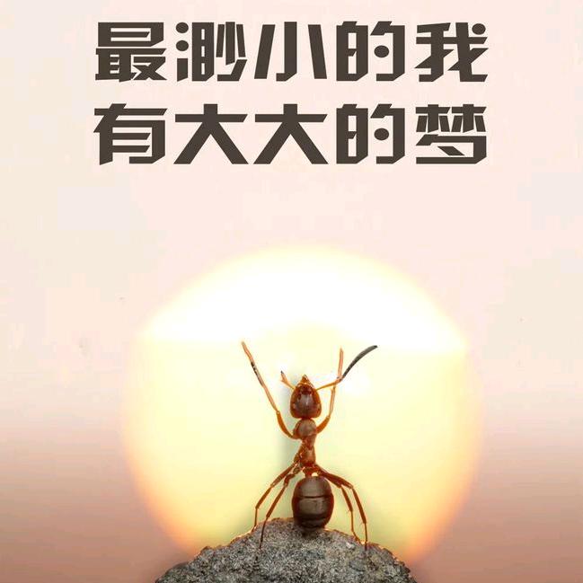蚂蚁也有梦想