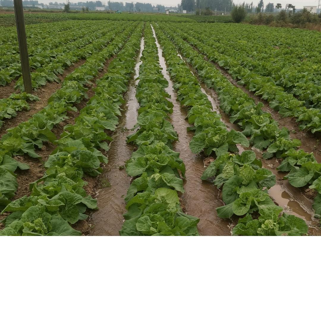 牛🐮哥爱上你了