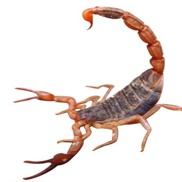 滑县半坡店新兴蝎子养殖