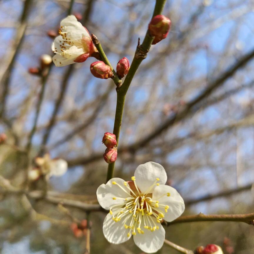 苹果醋
