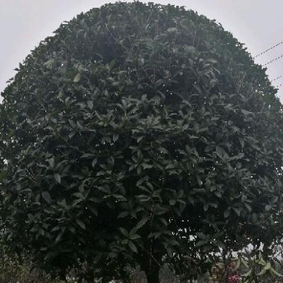 黄豆