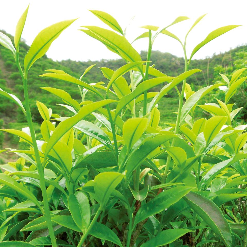 武秀才茶树植保江萍