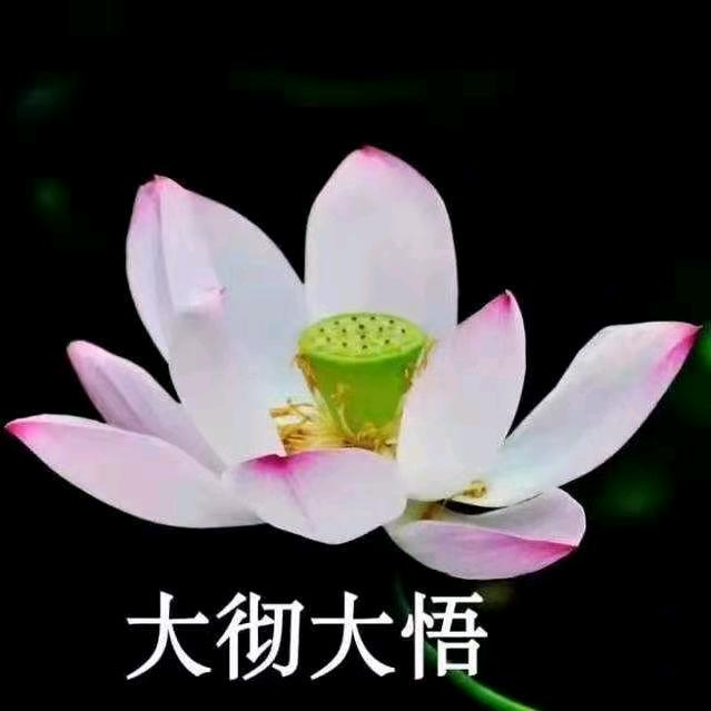 Good Sakura🌸张河清教授赐