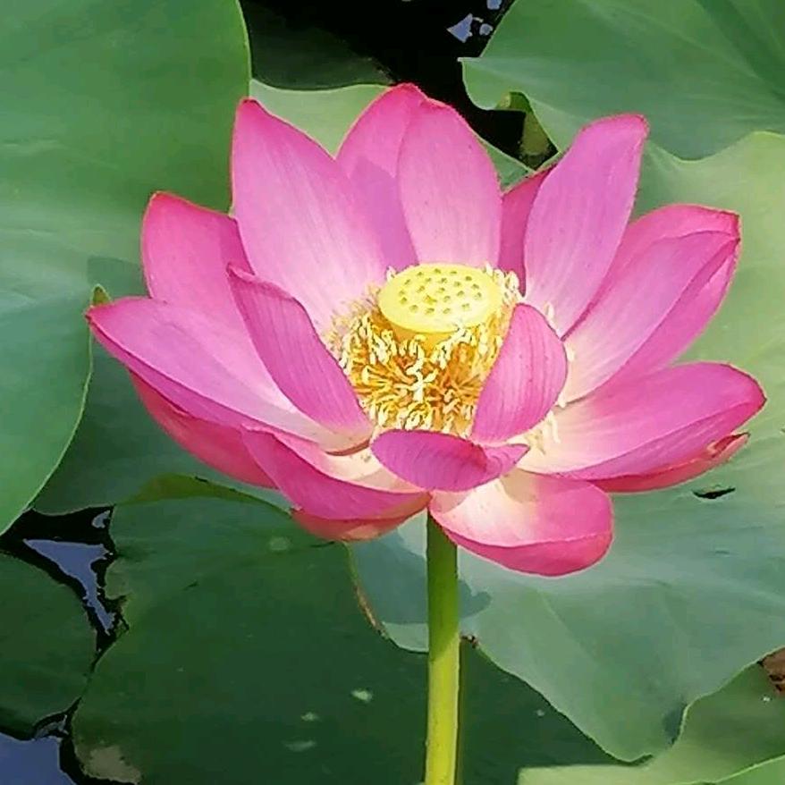 杨希英