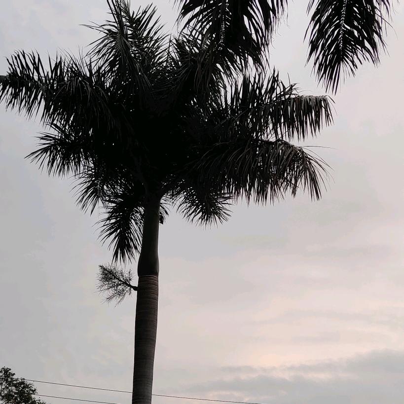 KHN