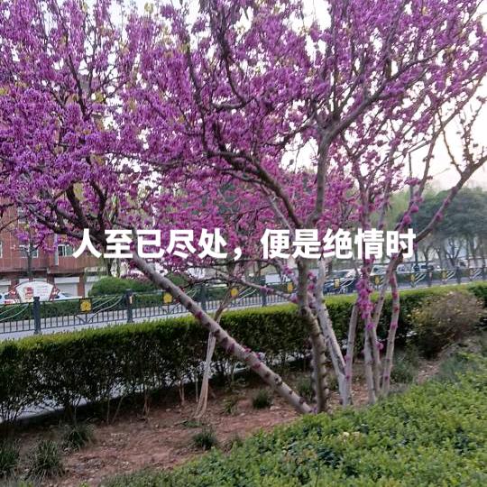 雪豹