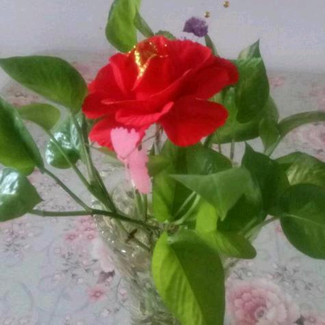 🌹赠人玫瑰🌹手留余香🌻🌹