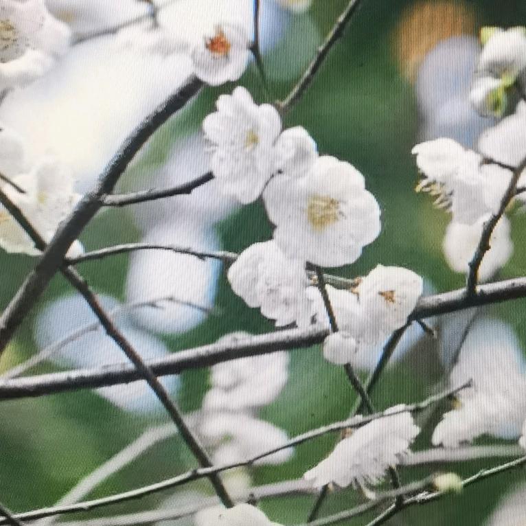 傲骨人生～文案写作