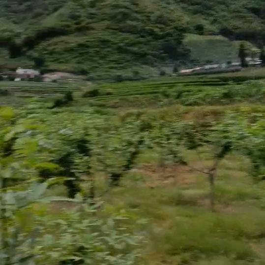农村人