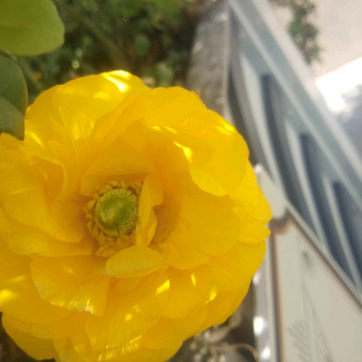 田维芳