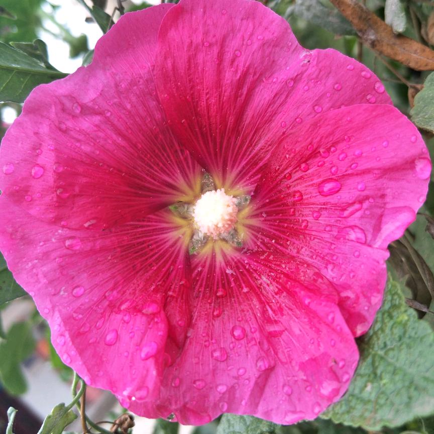 大漠桃花村