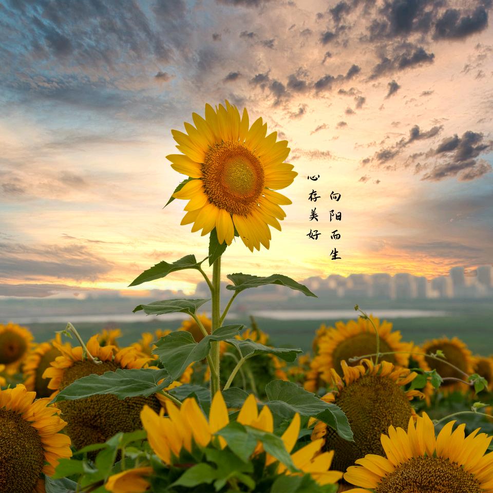 荣欣花艺萌宠店